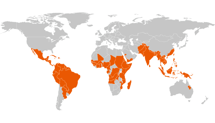 Reliably recognizing dengue at any time - EUROIMMUNBlog